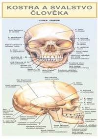 Kostra a svalstvo člověka