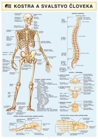 Kostra a svalstvo človeka kúpite na Knihyprekazdeho.sk