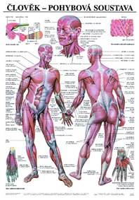 Člověk - pohybová soustava