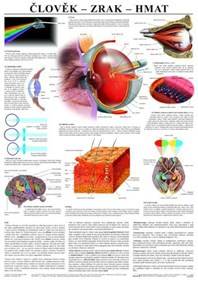 Člověk - zrak - hmat