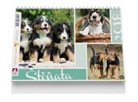 Štěňata - stolní kalendář