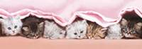 Panoramatické puzzle Koťátka pod dekou 150 dílků