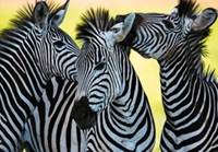 Puzzle Zebry 500 dílků