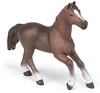 Kniha Angloarabský kůň