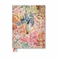 D2024 Anemone Ultra VER