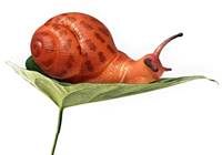 Kniha Slimák gumený 13cm