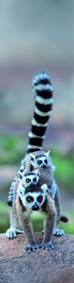 3D záložka - Lemur Family