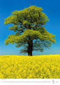 Stromy 2026 - nástěnný kalendář