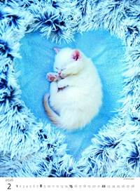 Koťátka 2026 - nástěnný kalendář