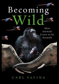 Becoming Wild : How Animals Learn to be Animals