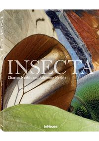 Insecta